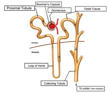 Diagram of nephron showing main segments