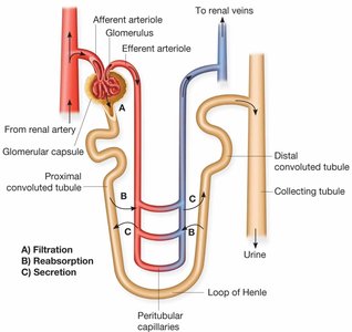Diagram showing filtration, reabsorption, and secretion in the nephron