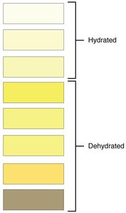 Urine color chart indicating hydration and dehydration