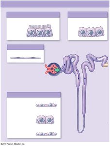 Diagram of nephron and collecting system