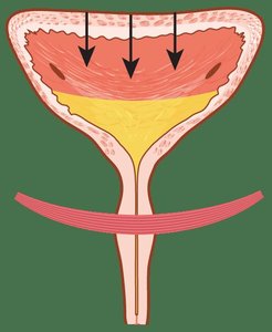 Diagram of the bladder showing micturition reflex