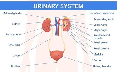 Diagram of the urinary system with labeled organs