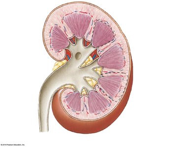 Frontal section of the kidney showing cortex, medulla, and renal pelvis