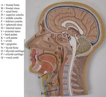 Sagittal view of the nasal cavity with labeled anatomical structures