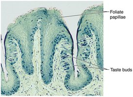 Histological section of foliate papillae with taste buds labeled