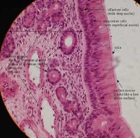 Microscopic view of olfactory epithelium with labeled cell types