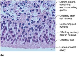 Histological section of olfactory epithelium showing cell types and structures