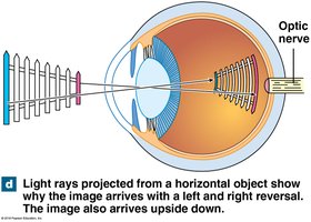 Anatomy & Physiology Special Senses Study Guide | Notes