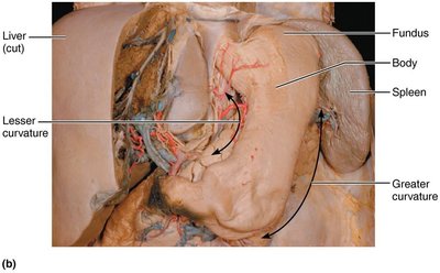 Anatomy of the stomach (dissection)