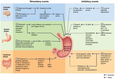 Neural and hormonal regulation of gastric juice