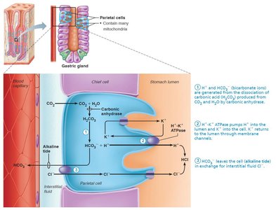 Mechanism of HCl secretion by parietal cells (step 4)
