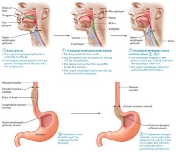 Gastroesophageal sphincter opens