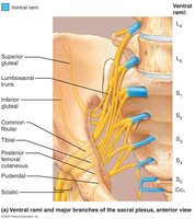 Sacral plexus and its branches