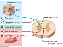 Components of a reflex arc