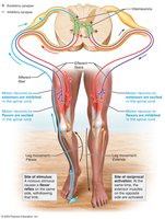 Crossed-extensor reflex