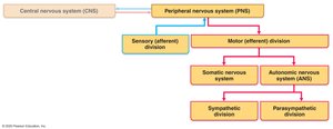 Structural organization of the nervous system