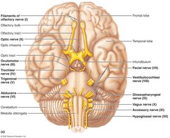 Location and function of cranial nerves