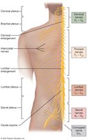 Spinal nerves and their distribution