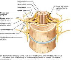 Anterior view of spinal cord and associated nerves