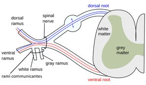 Spinal nerve roots and rami