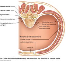 Cross section of thorax showing spinal nerve branches
