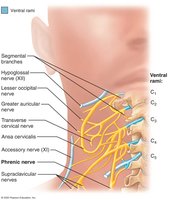 Cervical plexus and its branches