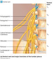 Lumbar plexus and its branches