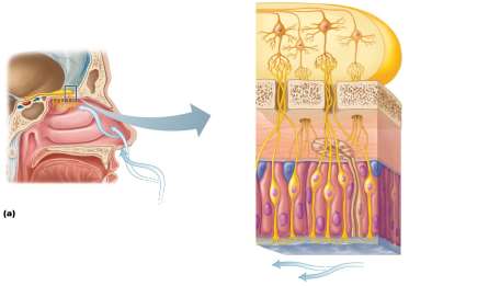 Diagram of olfactory epithelium and nasal cavity