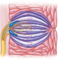 Diagram of a taste bud with nerve fibers
