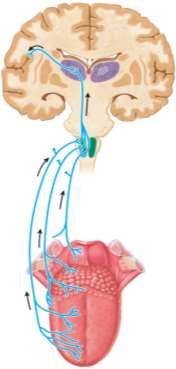Diagram of gustatory pathway from tongue to brain