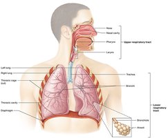 Diagram of the respiratory system showing upper and lower divisions