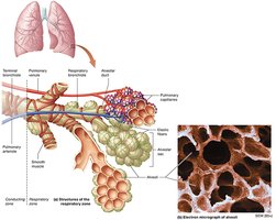 Alveoli and respiratory bronchioles