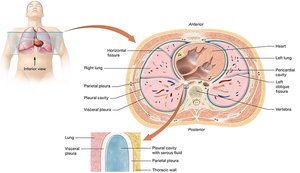 Relationship of pleural membranes to the lungs