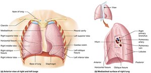 External structure of the lungs