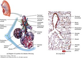 Microscopic anatomy of a lung lobule