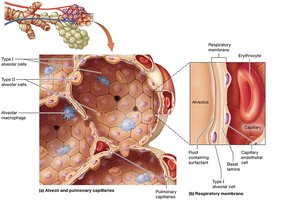 Alveolus structure and respiratory membrane
