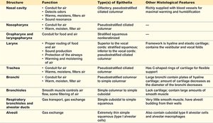 Summary table of respiratory system structures and functions