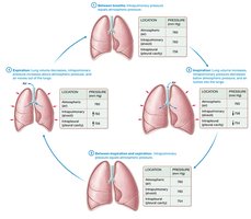 Lung pressures during breathing