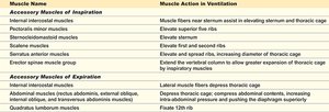 Muscles involved in breathing