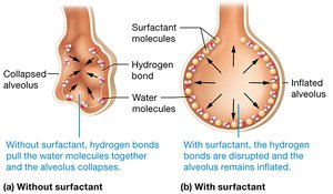 Effect of surfactant on alveoli