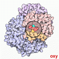 Hemoglobin structure with oxygen bound