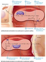 CO2 production and breakdown in the blood