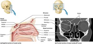 Sagittal and frontal sections of the nasal cavity