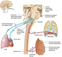 Nervous system control of ventilation