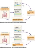 Homeostatic mechanisms for respiration rate