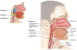 Side view of the upper respiratory system and pharynx regions