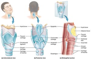 Anatomy of the larynx from different views