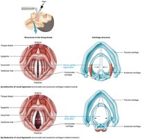 Top-down view of the larynx and vocal folds