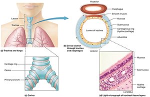 Location and structure of the trachea