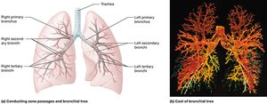 Bronchial tree and its branching structure